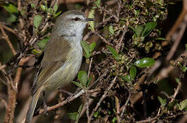 Chatham Gerygone