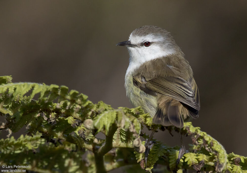 Chatham Gerygone