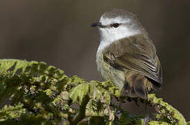 Chatham Gerygone