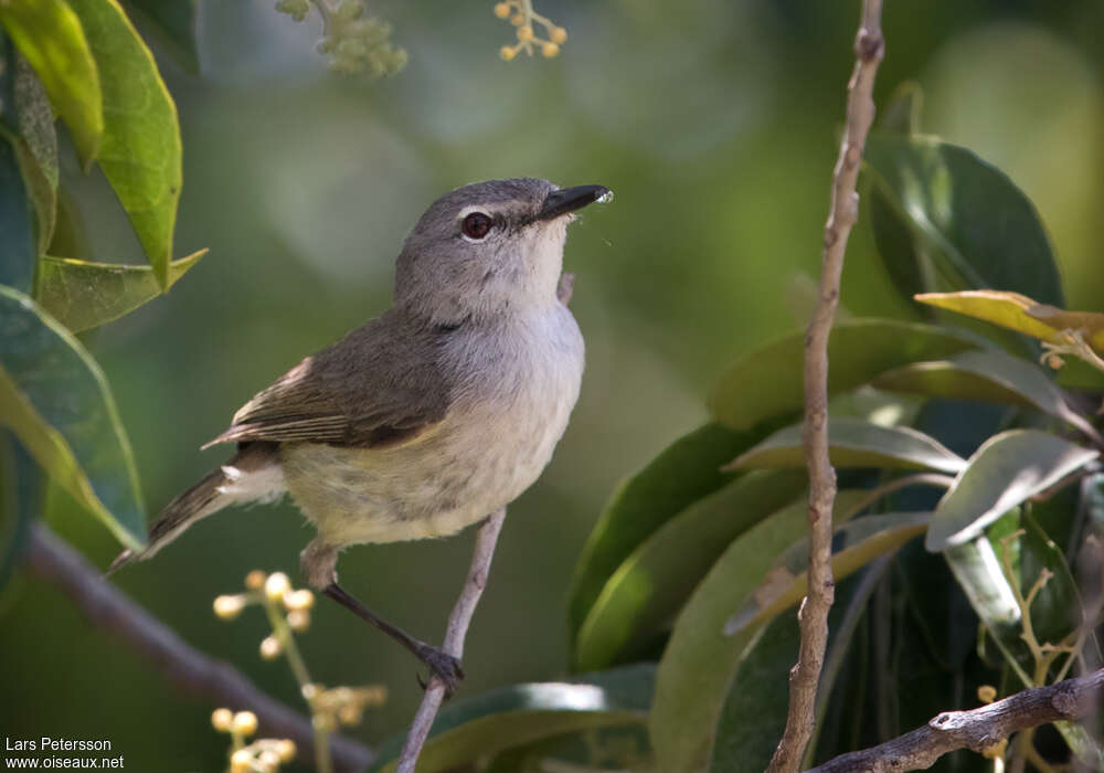 Fan-tailed Gerygoneadult