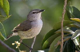 Fan-tailed Gerygone