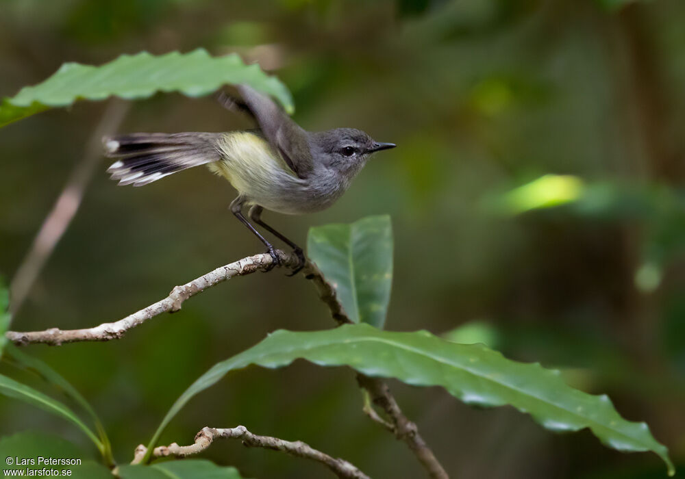 Fan-tailed Gerygone