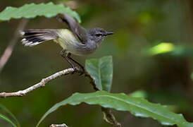 Fan-tailed Gerygone