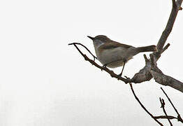 Plain Gerygone