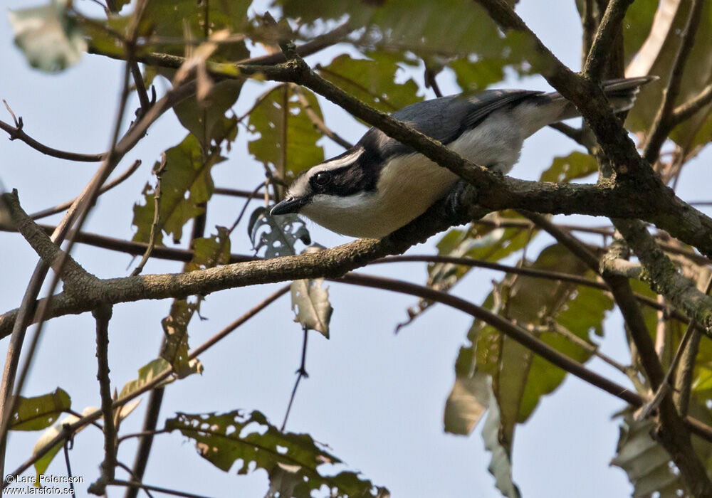 Bocage's Bushshrike