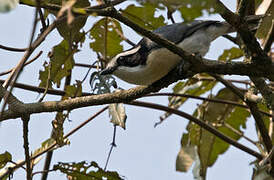 Bocage's Bushshrike