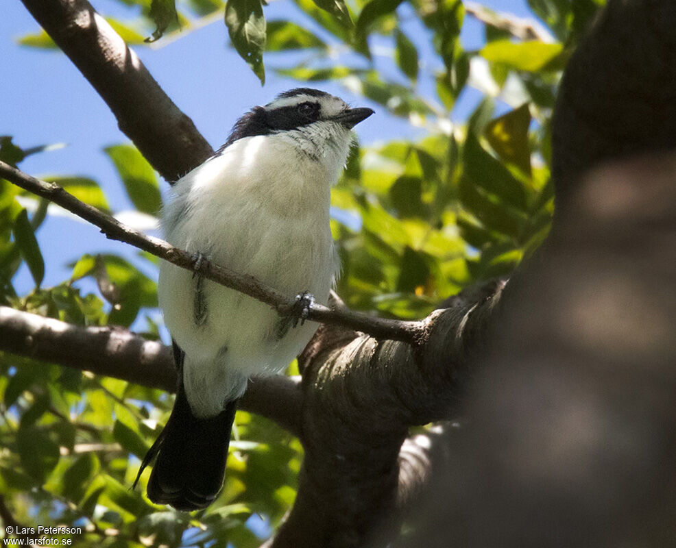 Bocage's Bushshrike