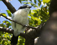 Bocage's Bushshrike