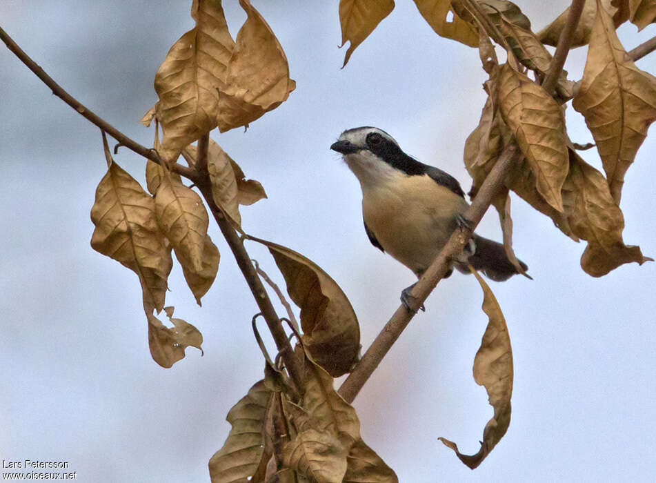 Bocage's Bushshrikeadult, habitat, pigmentation