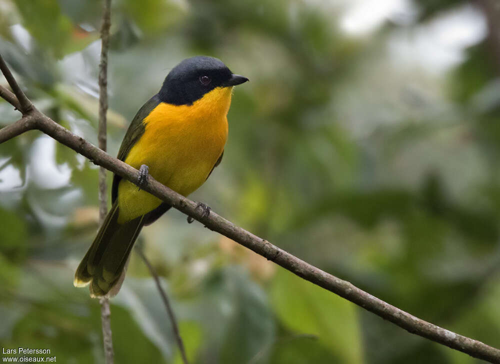 Black-fronted Bushshrikeadult