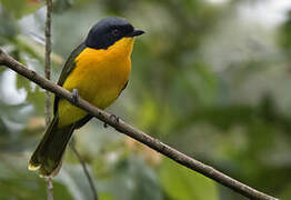 Black-fronted Bushshrike