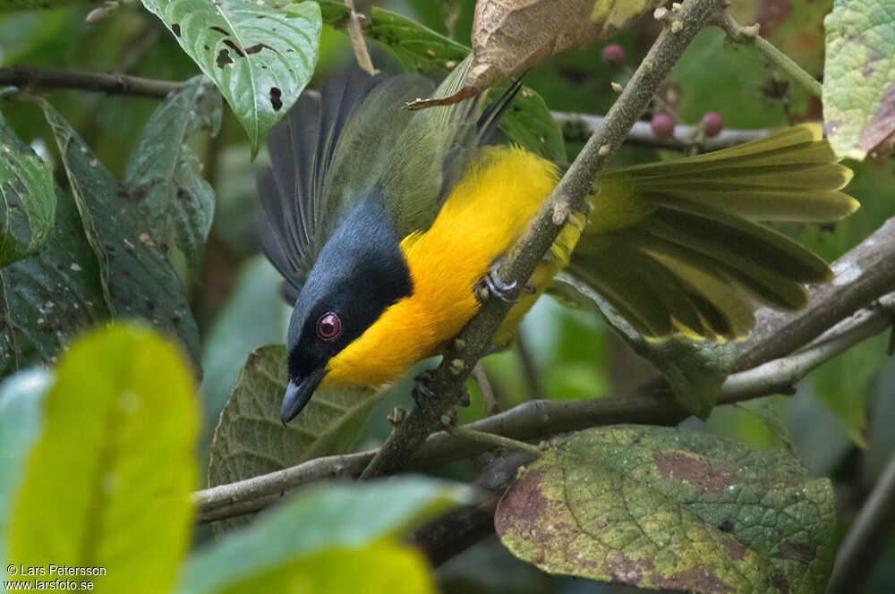 Black-fronted Bushshrike