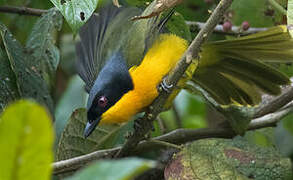 Black-fronted Bushshrike