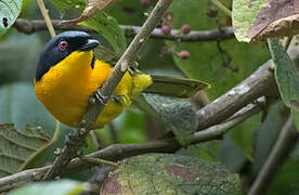 Black-fronted Bushshrike