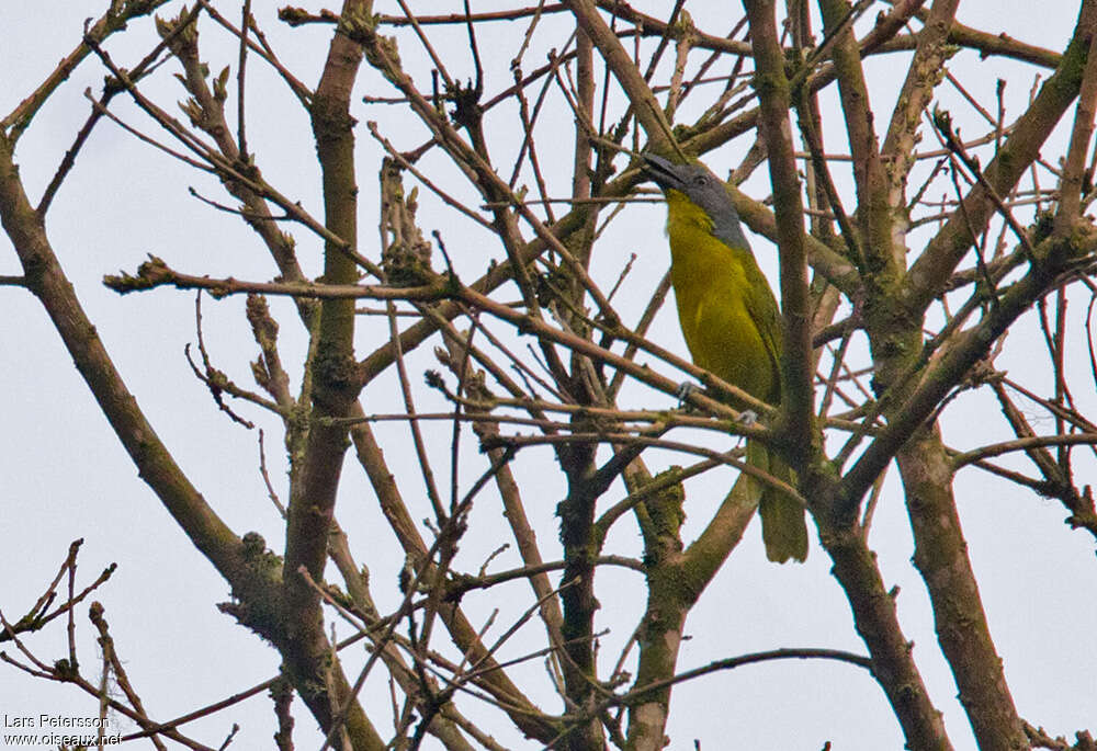 Green-breasted Bushshrikeadult, identification