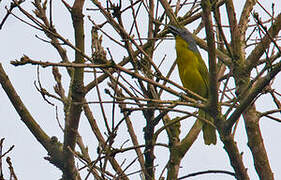 Green-breasted Bushshrike