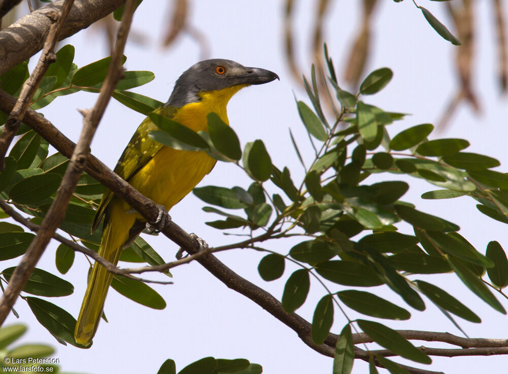 Grey-headed Bushshrike