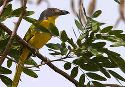 Grey-headed Bushshrike