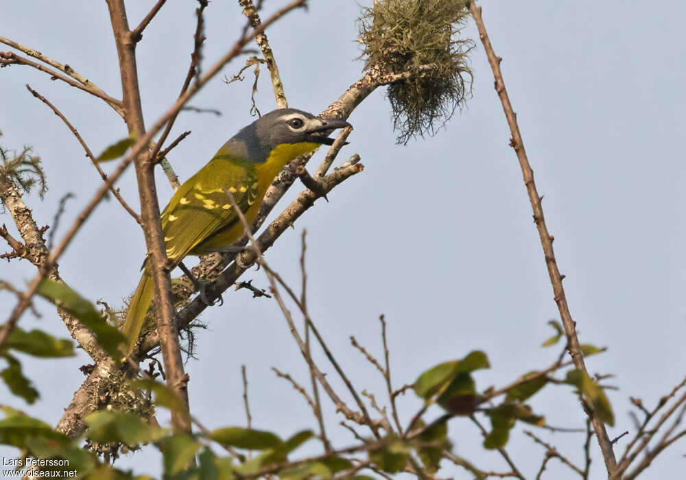 Gladiateur de Monteiroadulte, identification