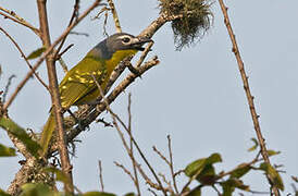 Monteiro's Bushshrike