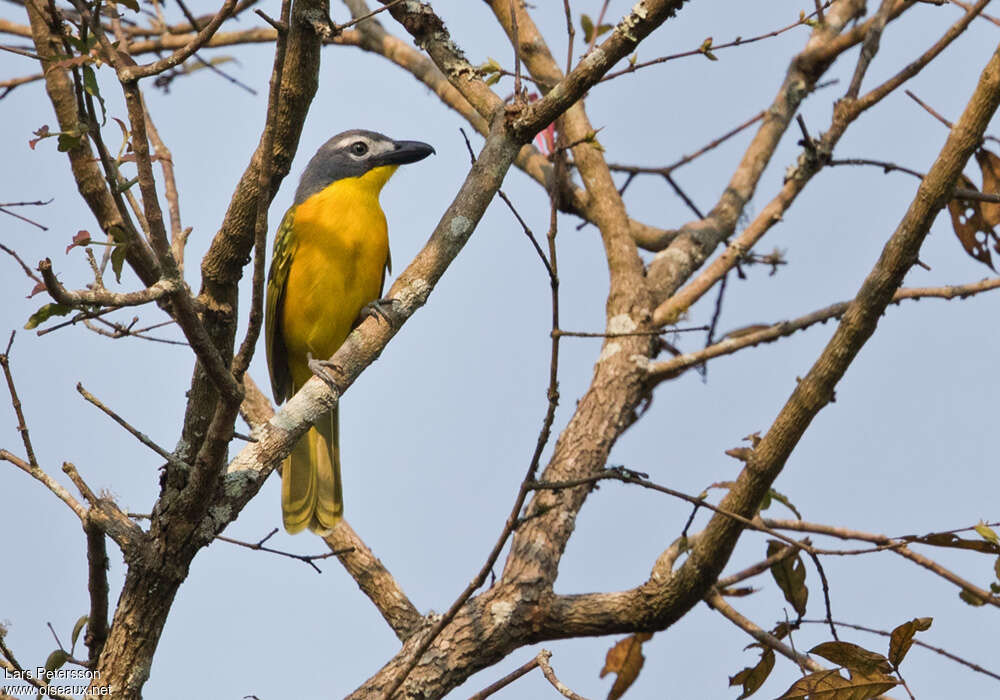 Monteiro's Bushshrikeadult, close-up portrait