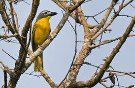 Monteiro's Bushshrike