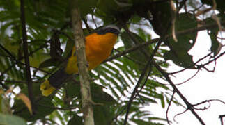 Many-colored Bushshrike