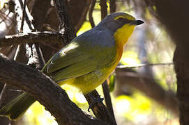 Orange-breasted Bushshrike