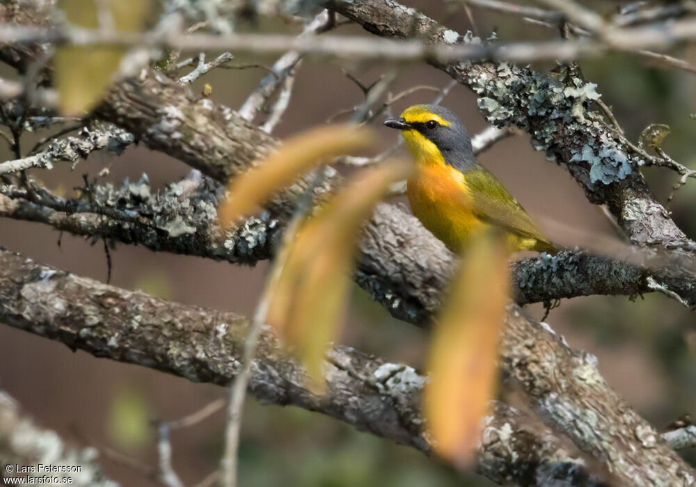 Orange-breasted Bushshrike