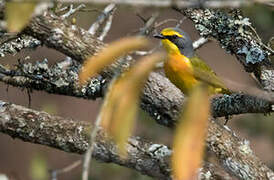 Orange-breasted Bushshrike