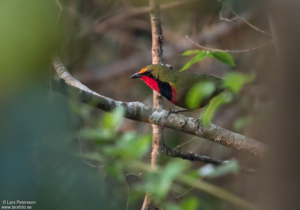 Gorgeous Bushshrike