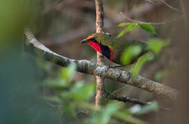 Gorgeous Bushshrike