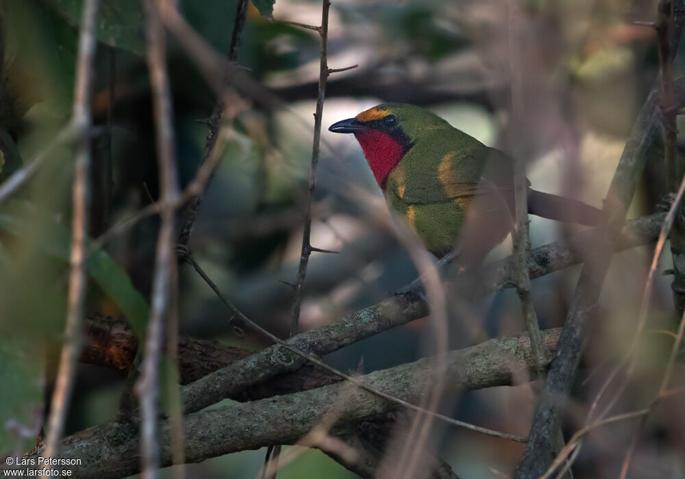 Gorgeous Bushshrike