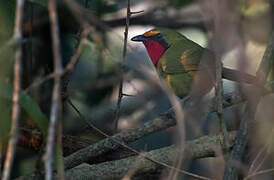 Gorgeous Bushshrike