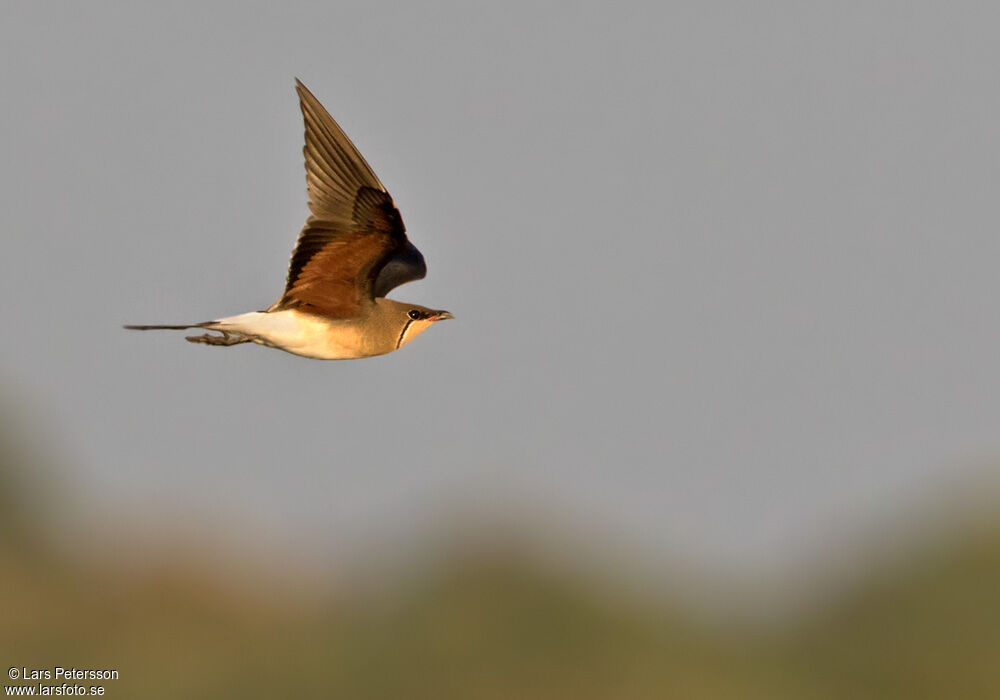 Collared Pratincole