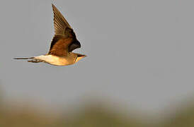 Collared Pratincole