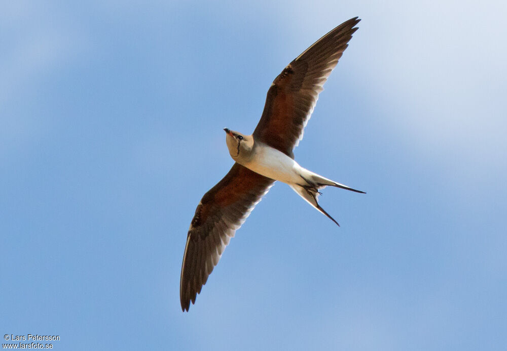 Collared Pratincole