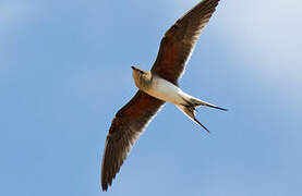 Collared Pratincole