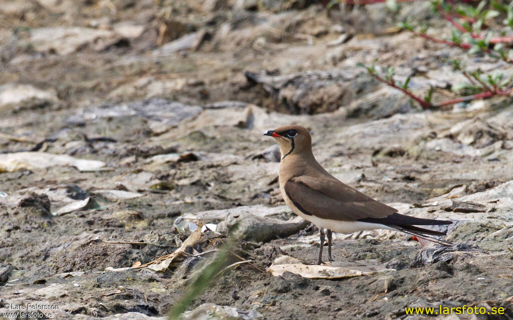Collared Pratincole