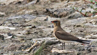 Collared Pratincole