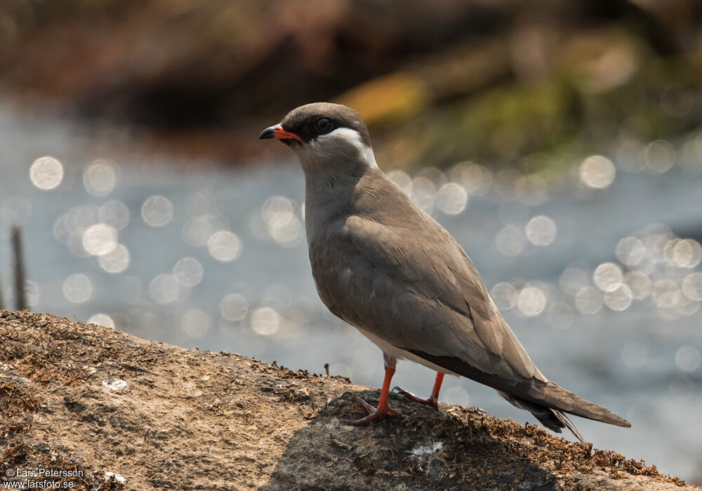 Rock Pratincole