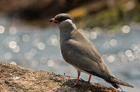 Rock Pratincole