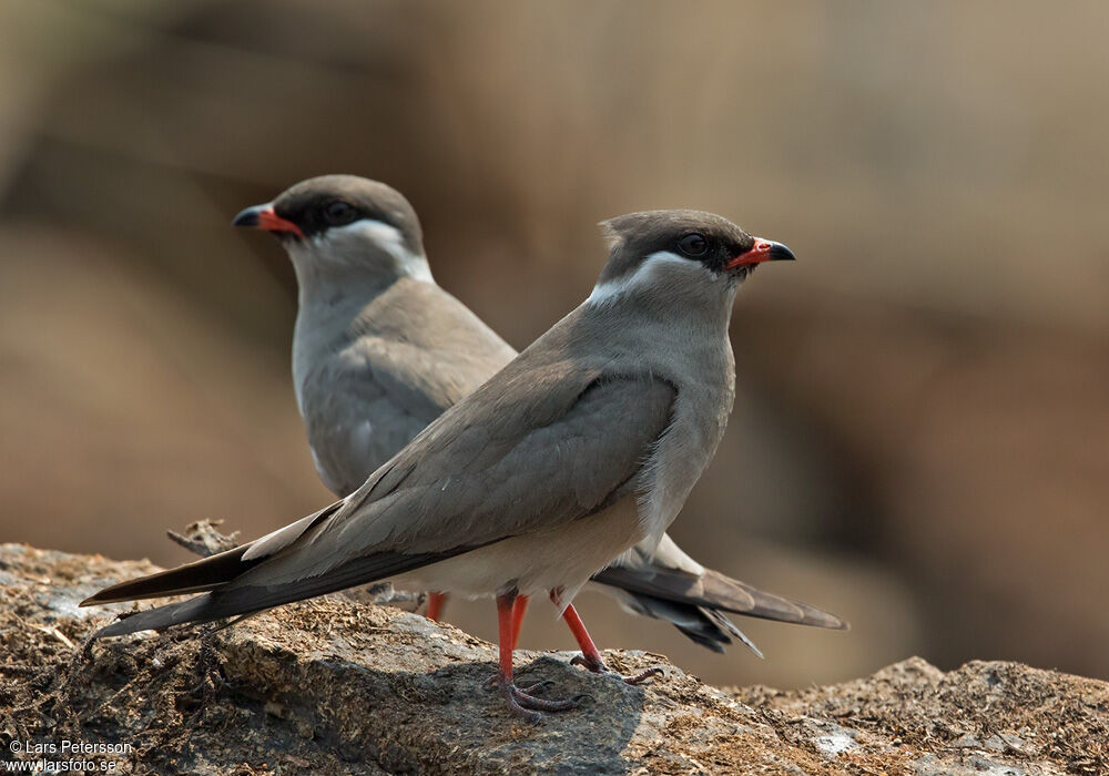 Rock Pratincole