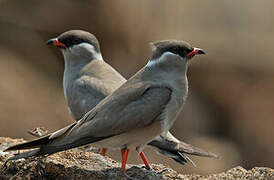 Rock Pratincole