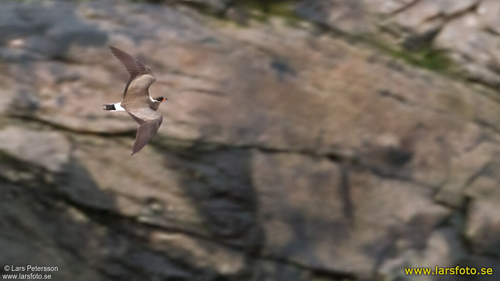 Rock Pratincole