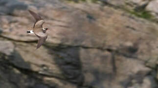 Rock Pratincole