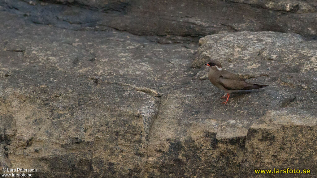 Rock Pratincole