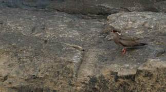 Rock Pratincole