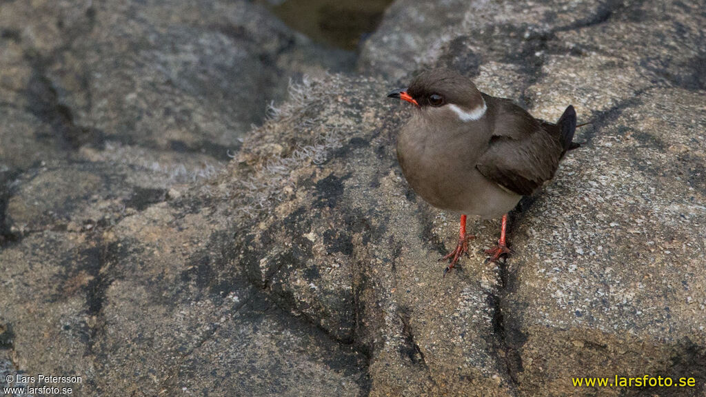 Rock Pratincole