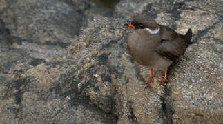 Rock Pratincole